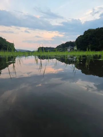 水田に映る夕暮れの空