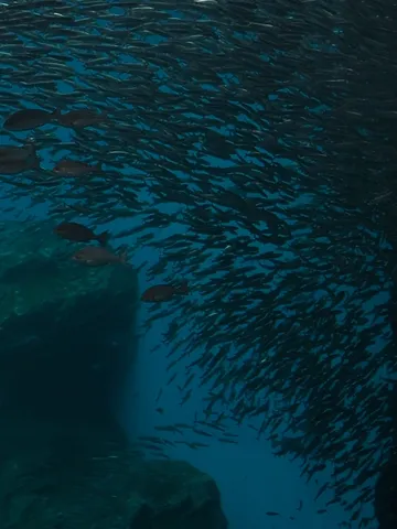 大群に包まれる神秘の水中世界