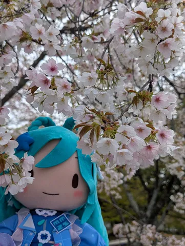 桜かくれんぼ