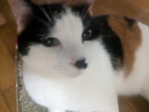 白黒猫のまん丸視線