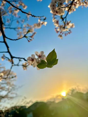 桜と夕陽、共演の瞬間