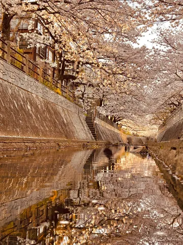桜並木と水鏡の路