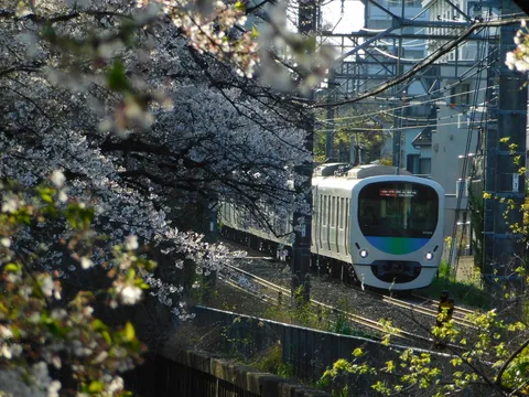 春陽に輝く電車と桜