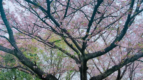 春の訪れ、淡い桜色の息吹