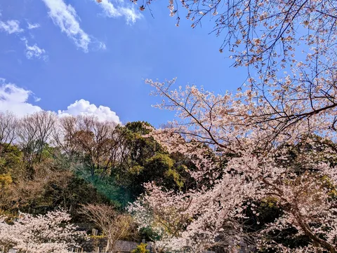 桜舞う空、新緑の息吹