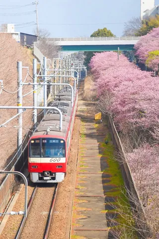 桜色の風をまとい、赤い列車