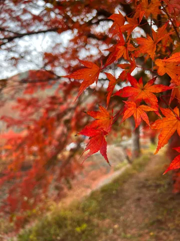 秋色の小道、深まる紅葉