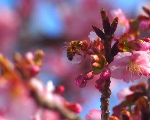 春の訪れ、蜜を求めて