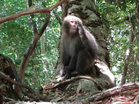 森林で静かに佇むサルの瞳
