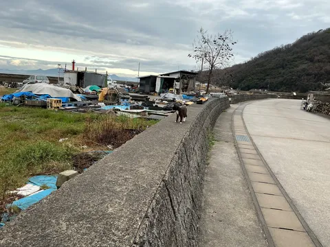 曇った港にハチワレ猫