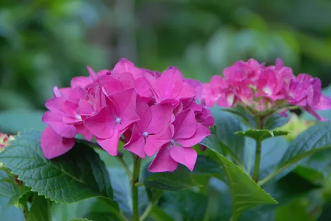 満開の紫陽花、瑞々しい情景