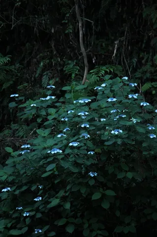 静寂の森に灯る青い花々
