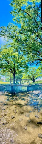 水辺の緑と架け橋の夏風