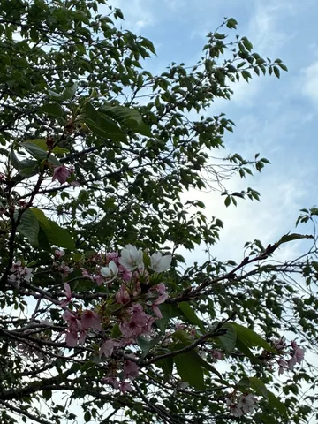 空に伸びる桜の枝葉