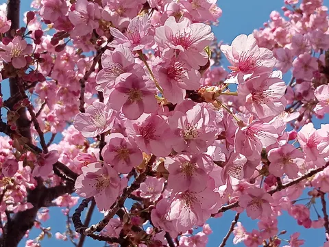 春の訪れ、淡いピンクの桜