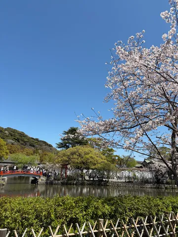 春の桜と赤い橋の風景