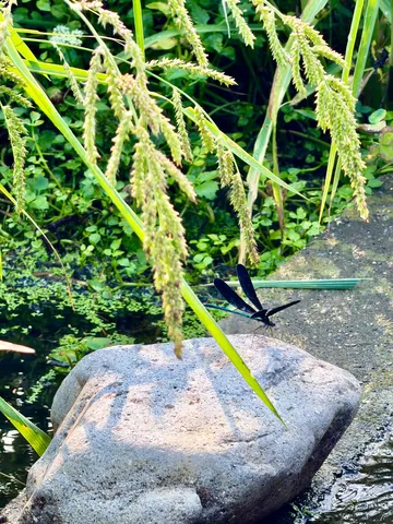 水辺の静寂、トンボの休息