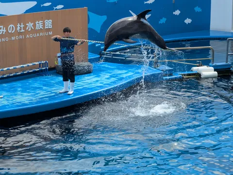 躍動するイルカ、青い水しぶき