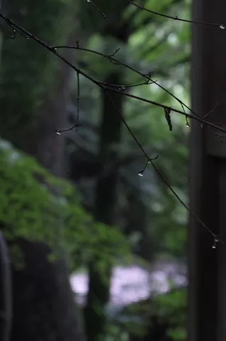 雨粒、滴る枝。