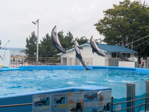 水面を彩るイルカの舞