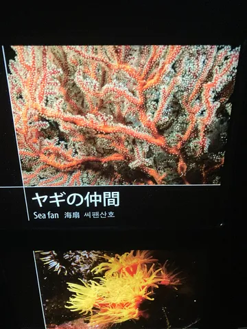 ヤギの仲間、水中カーペット？