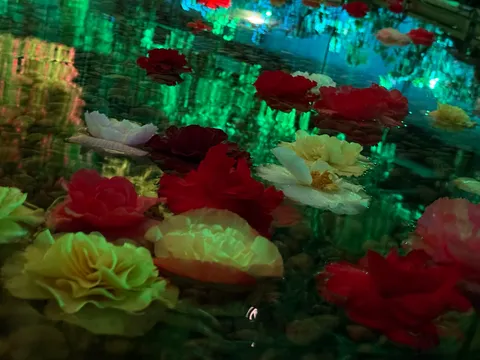 水面に浮かぶ花の彩り