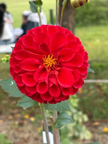 赤い球体の花舞い