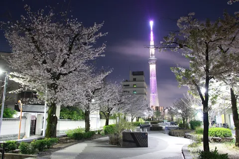 夜桜と東京スカイツリー