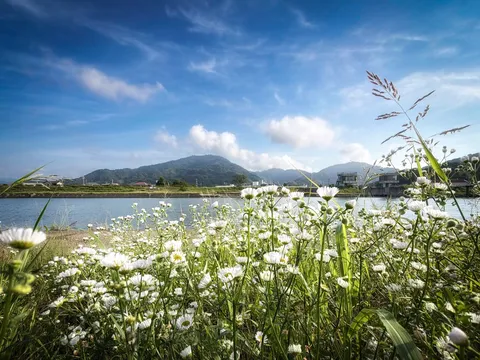 水辺に咲く白い小花