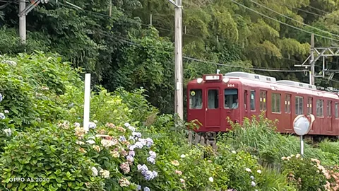 紫陽花と佇む紅い列車