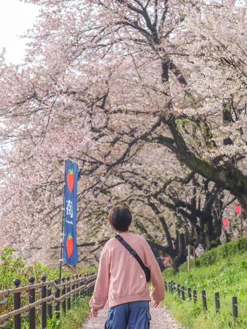 桜のトンネル、春の散歩道