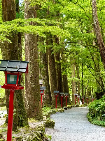 灯火が導く緑の回廊