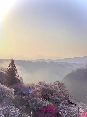 朝霧と花の小径