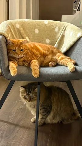 猫たちのゆるやかな時間