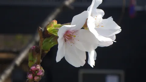 春の始まり