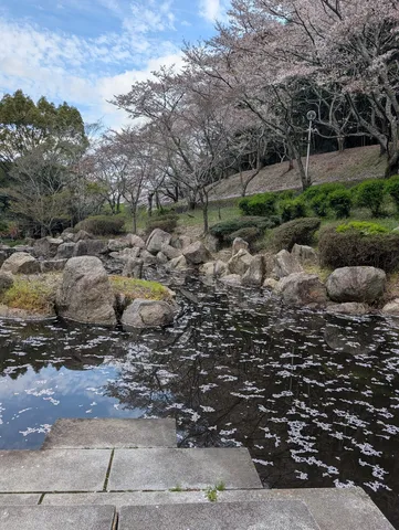 散りゆく桜と静寂の池