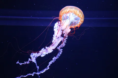 くらげの幻想的な舞