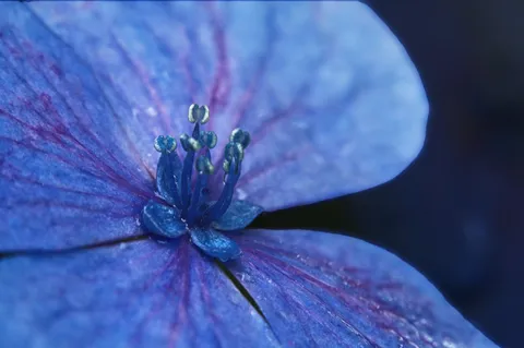 青い花びらの奥の宇宙