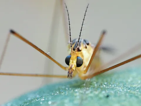 昆虫の視線が近づく瞬間