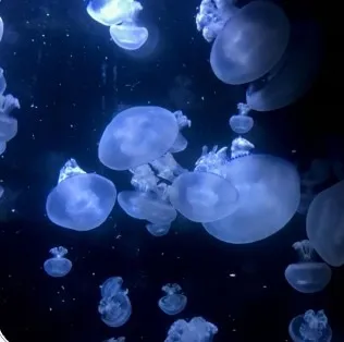 くらげたちの宇宙旅行