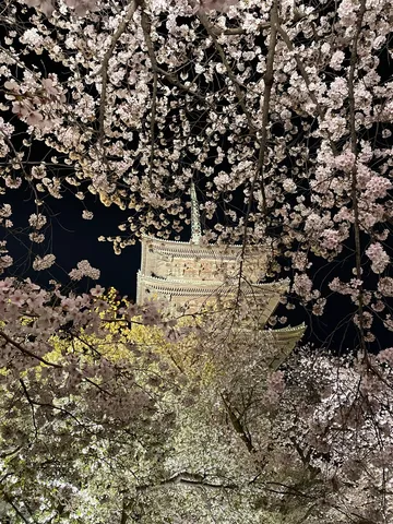 夜桜と五重塔、幻想的な共演