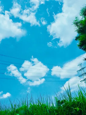 電線と草むらのコントラスト