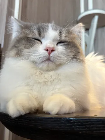 猫、眠気との戦いに敗北