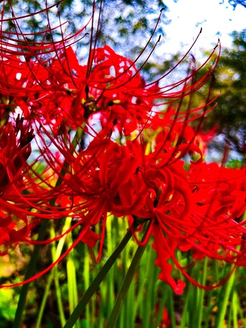 深紅の妖精、舞い踊る