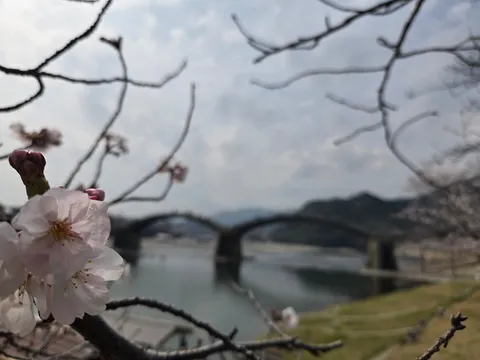 桜と静かな水辺の風景