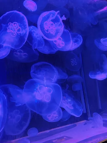 クラゲの群れで目が泳いじゃう！