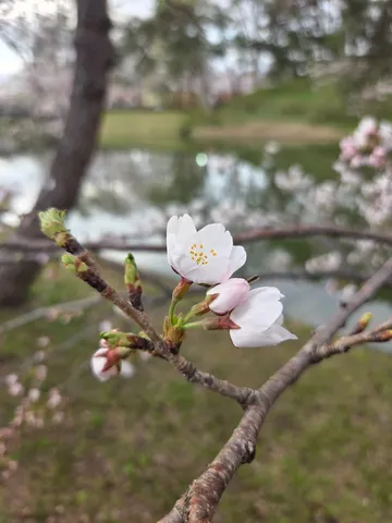 咲き初めの桜、春の予感