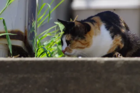 静かに獲物を狙う三毛猫