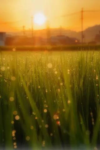 朝焼けの草むらきらめき
