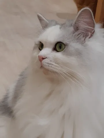 澄んだ瞳に見つめられて